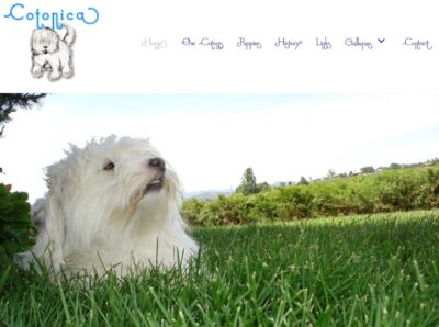 Website Design Clarksville TN